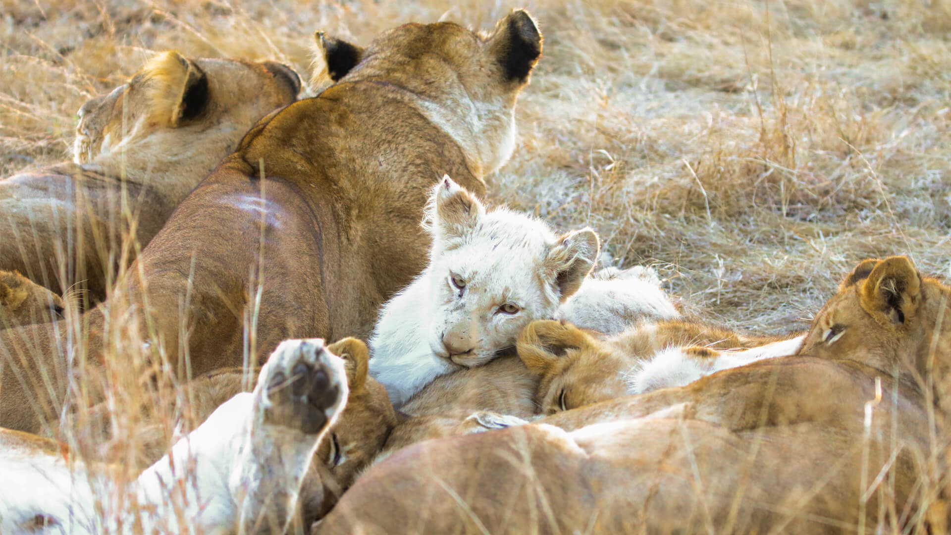 See the Rare White Lions of &Beyond Ngala | A Conservation Victory in South Africa See the Rare White Lions of &Beyond Ngala | A Conservation Victory in South Africa