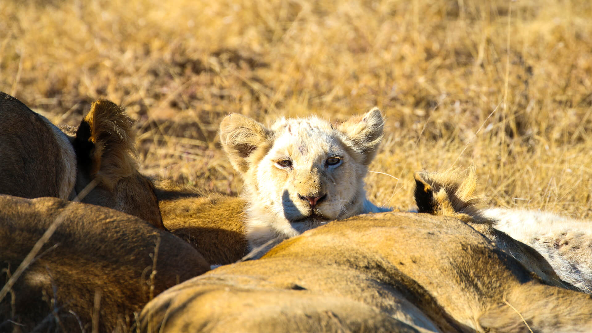 See the Rare White Lions of &Beyond Ngala | A Conservation Victory in South Africa See the Rare White Lions of &Beyond Ngala | A Conservation Victory in South Africa