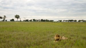 Lion-lying-down-on-the-grass-at-a-distance