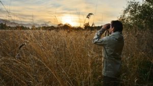 Man-standing-in-tall-grass-at-sunset-looking-through-binoculars