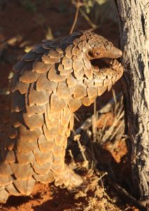 pangolin next to tree in tswalu kalahari game reserve