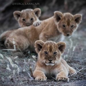 3 Blackrock cubs cropped