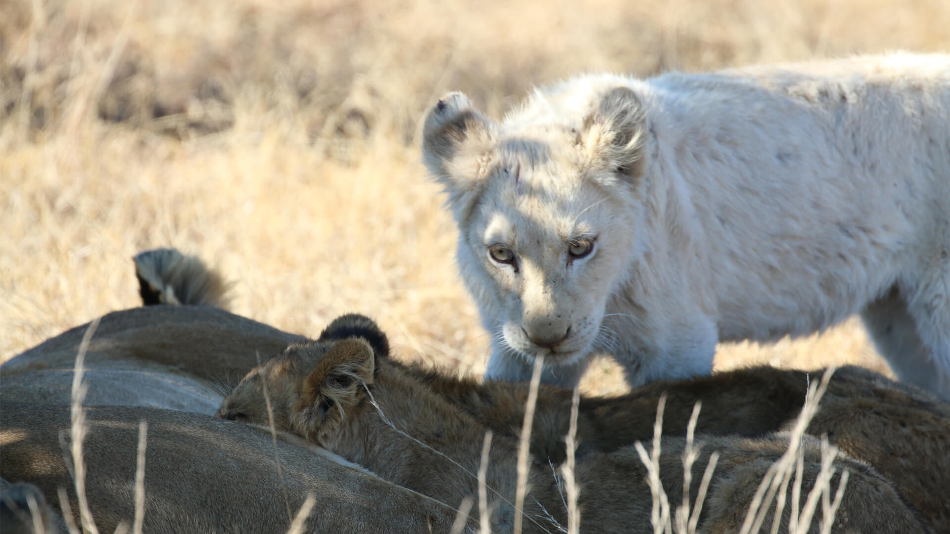 See the Rare White Lions of &Beyond Ngala | A Conservation Victory in South Africa See the Rare White Lions of &Beyond Ngala | A Conservation Victory in South Africa