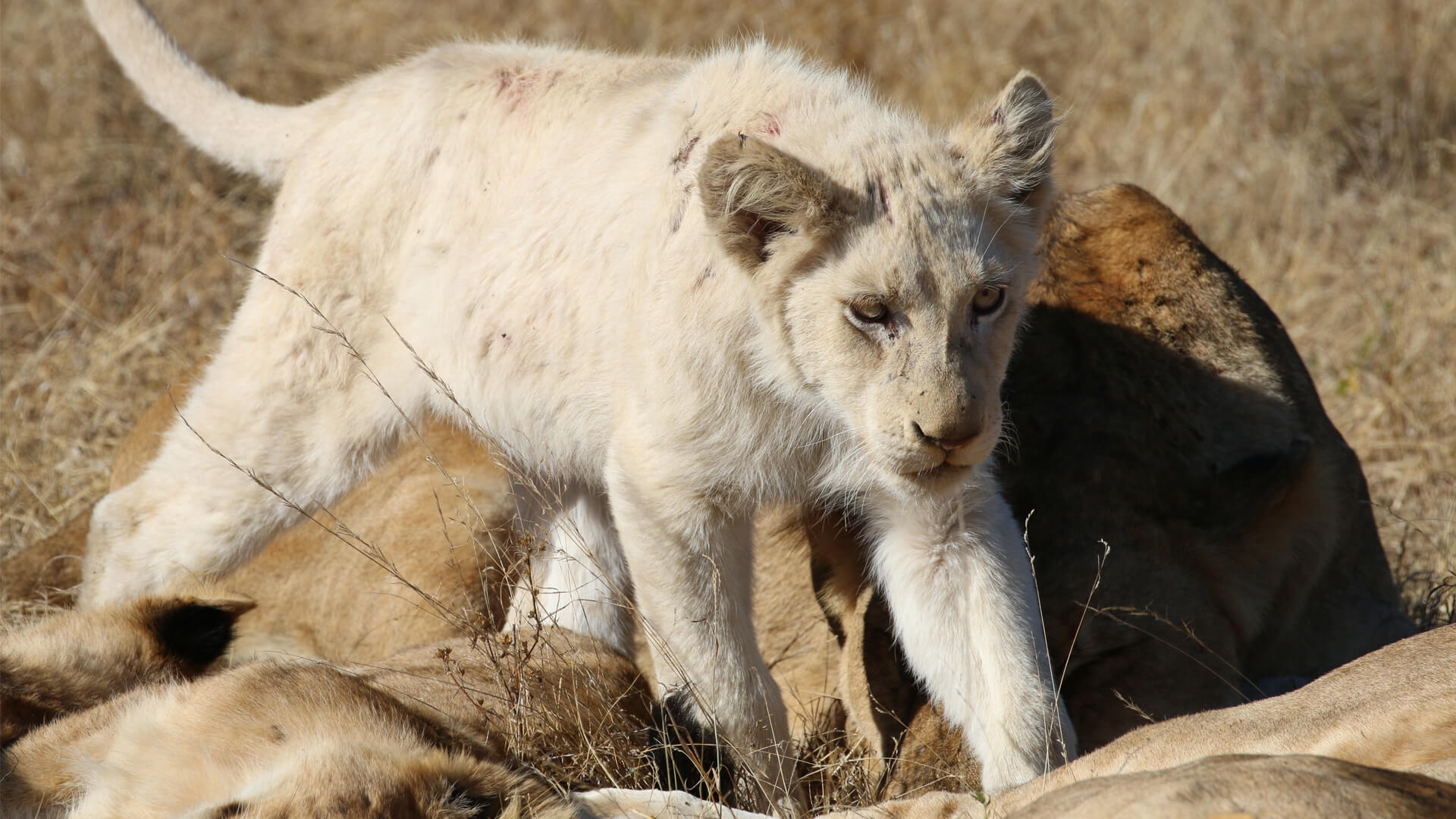See the Rare White Lions of &Beyond Ngala | A Conservation Victory in South Africa See the Rare White Lions of &Beyond Ngala | A Conservation Victory in South Africa