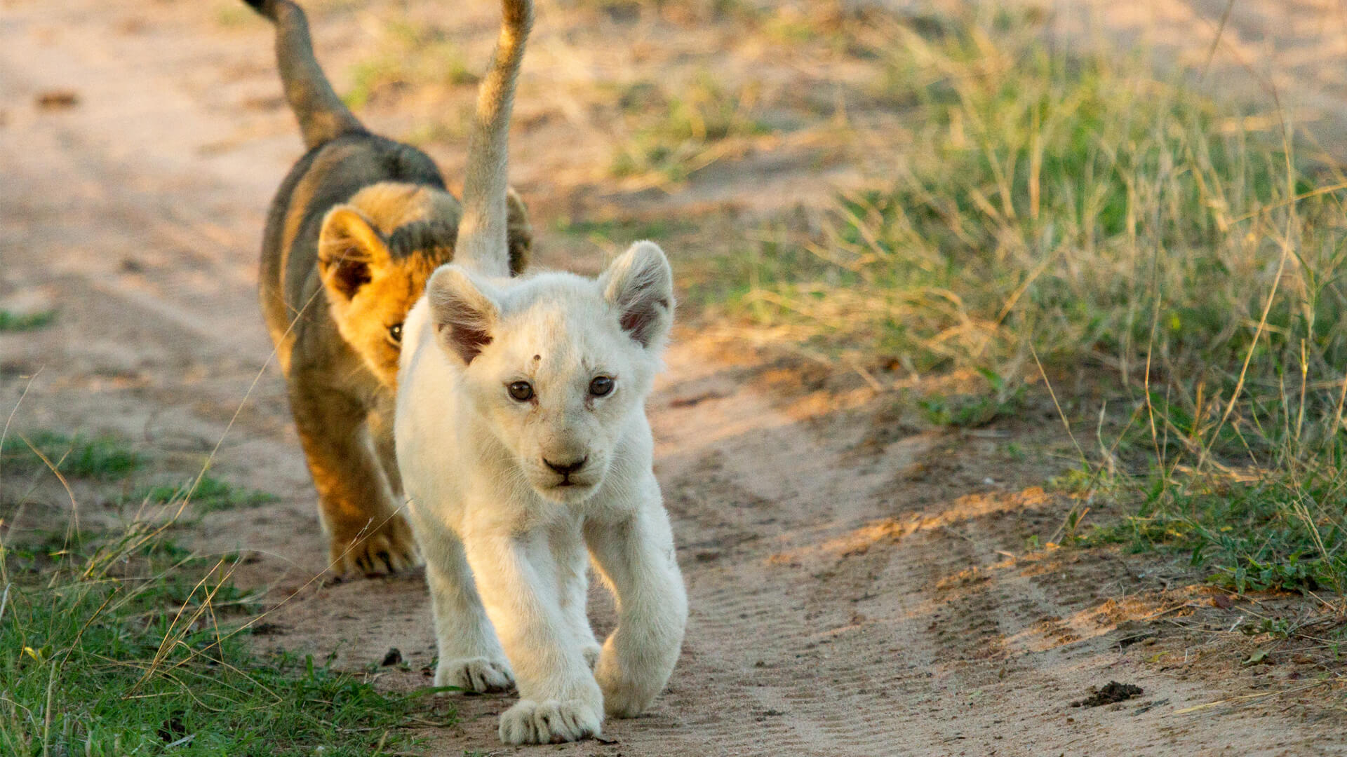 See the Rare White Lions of &Beyond Ngala | A Conservation Victory in South Africa See the Rare White Lions of &Beyond Ngala | A Conservation Victory in South Africa