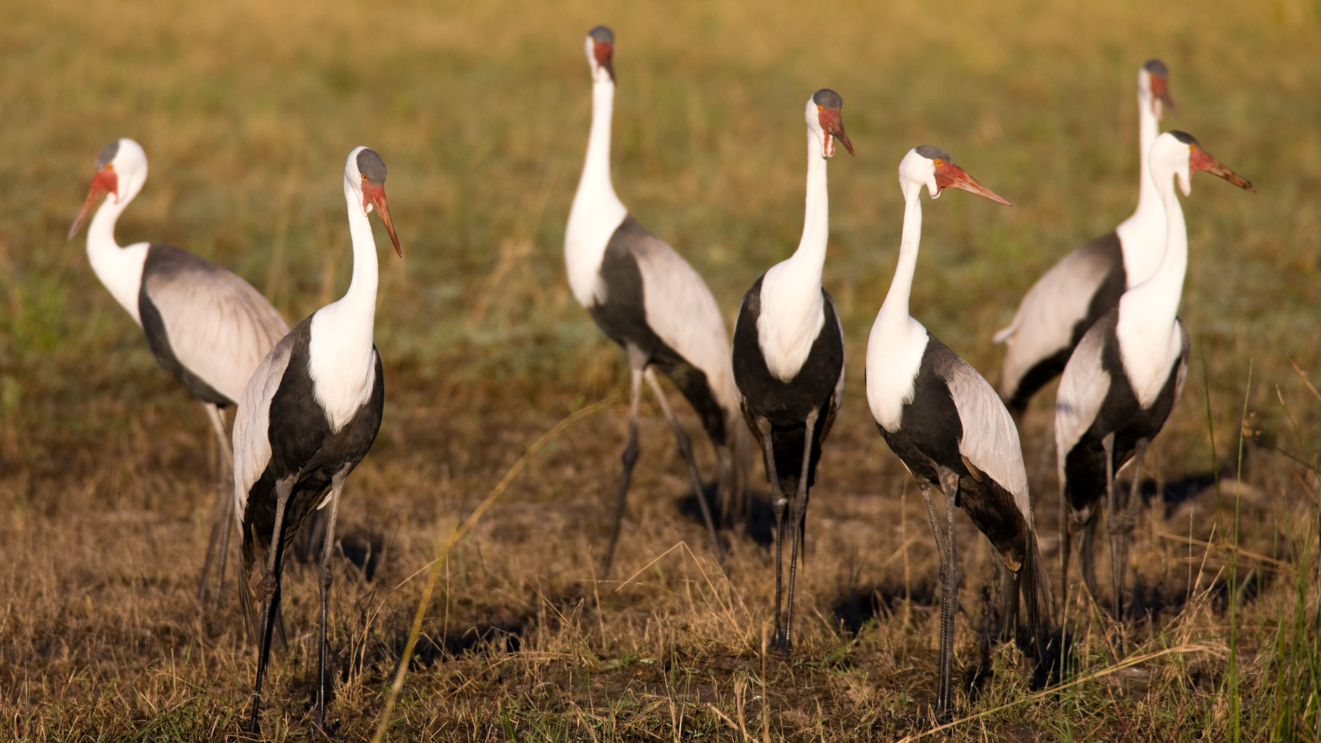 A flock of Wattled Cranes in Botswana