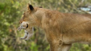 lioness and white lion cub born in south africa by daryl dell