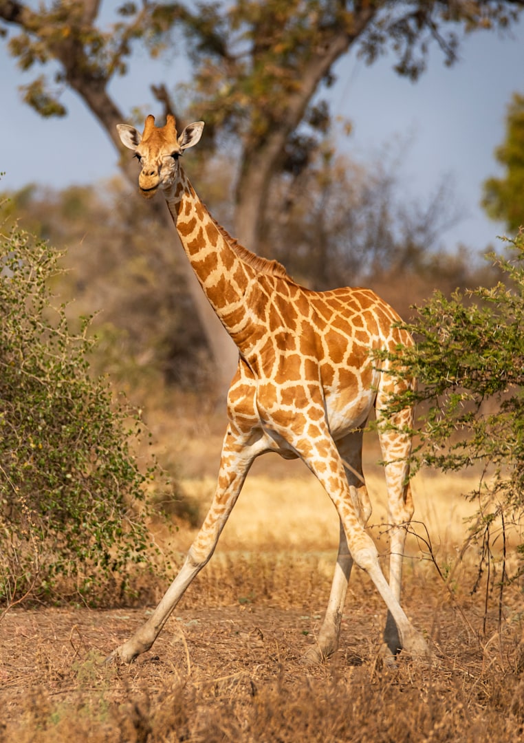 Where to see giraffe with &Beyond | Luxury safari and adventure