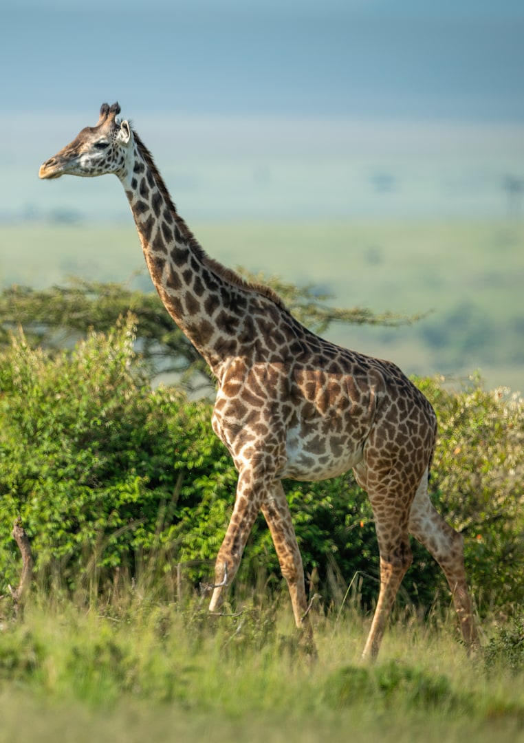 Where to see giraffe with &Beyond | Luxury safari and adventure