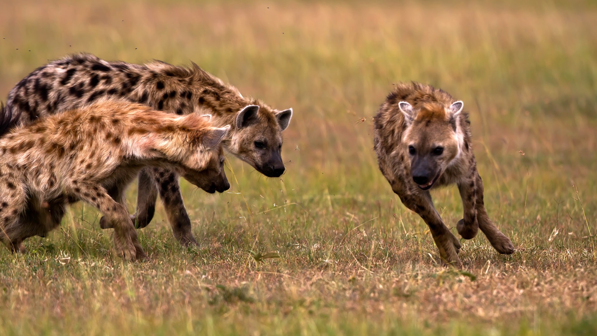 Hyenas clash with a lion | Luxury African Safaris,South America