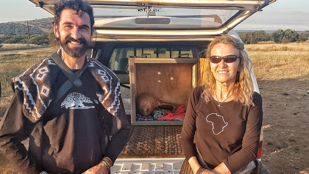 Bringing Pangolins Back Home | Pangolin Conservation at &Beyond Phinda