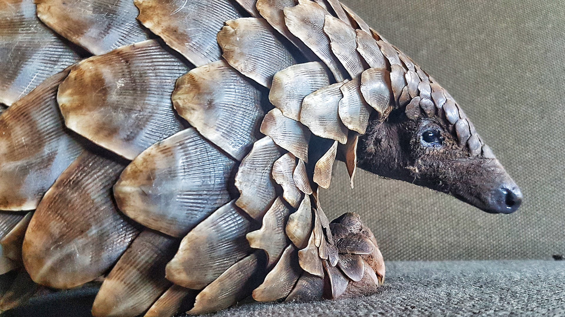 African-Pangolin-Working-Group-pangolin | Luxury African Safaris,South