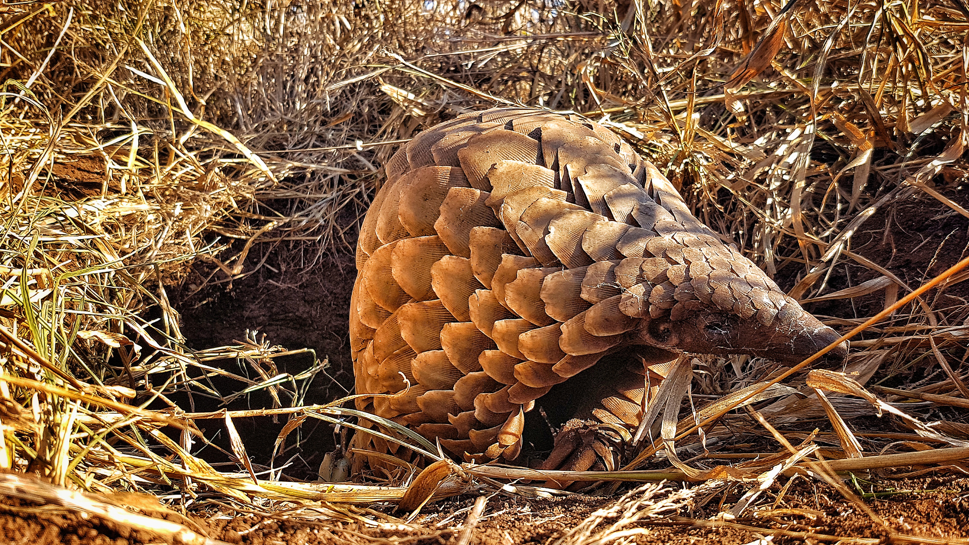 Pangolin Reintroduction Project | Pangolin Conservation at &Beyond