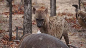 African Wild Dog feeding on Buffalo