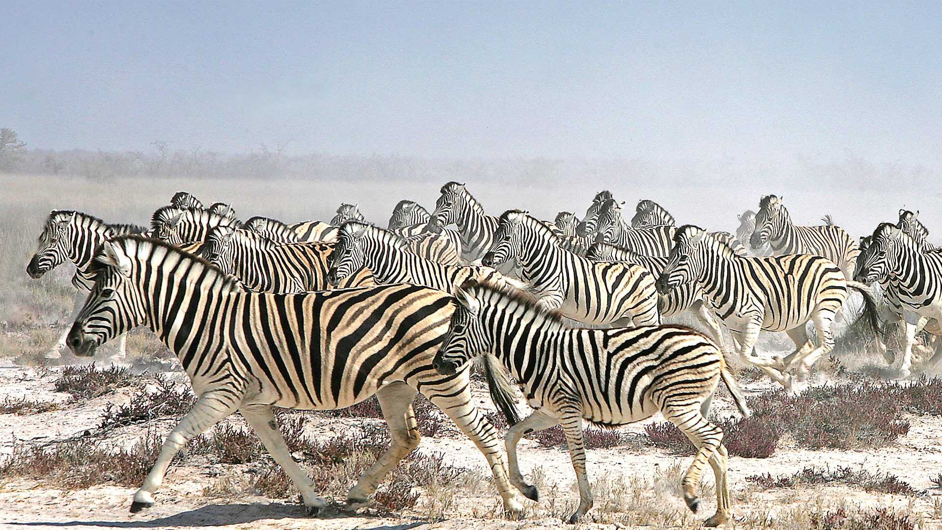 10 Must See Animal Migrations | Luxury Travel | andBeyond 10 Must See Animal Migrations | Luxury Travel | andBeyond