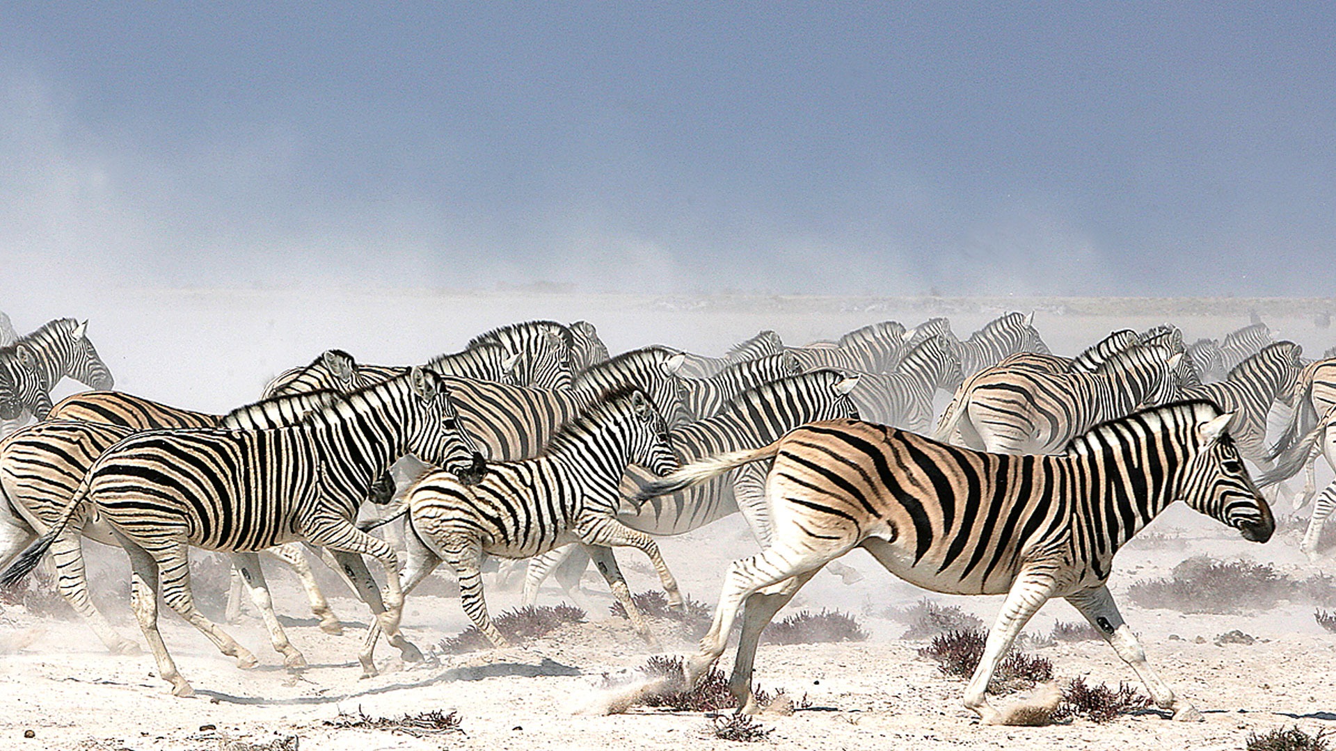Safari Game Drive in Nxai Pan National Park, Botswana | &Beyond