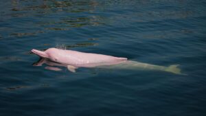 pink dolphin in the amazon river