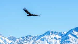 Andean Condor in flight Chile