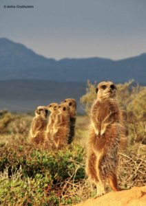 Anika Oosthuizen Meerkat 26 May