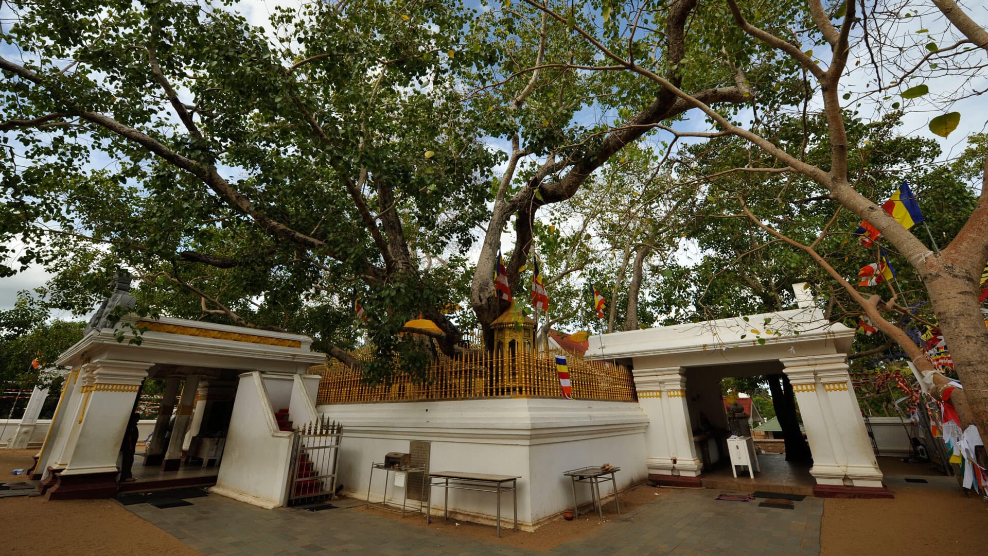 Jaya Sri Maha Bodhi Anuradhapura