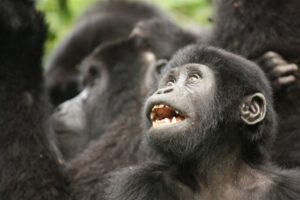 Baby gorilla mouth open