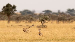 Cheetah chasing Thomson gazelle in whistling thorns