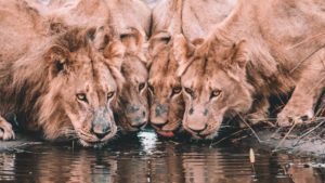 Four-lions-crouching-down-to-drink-from-a-watering-hole