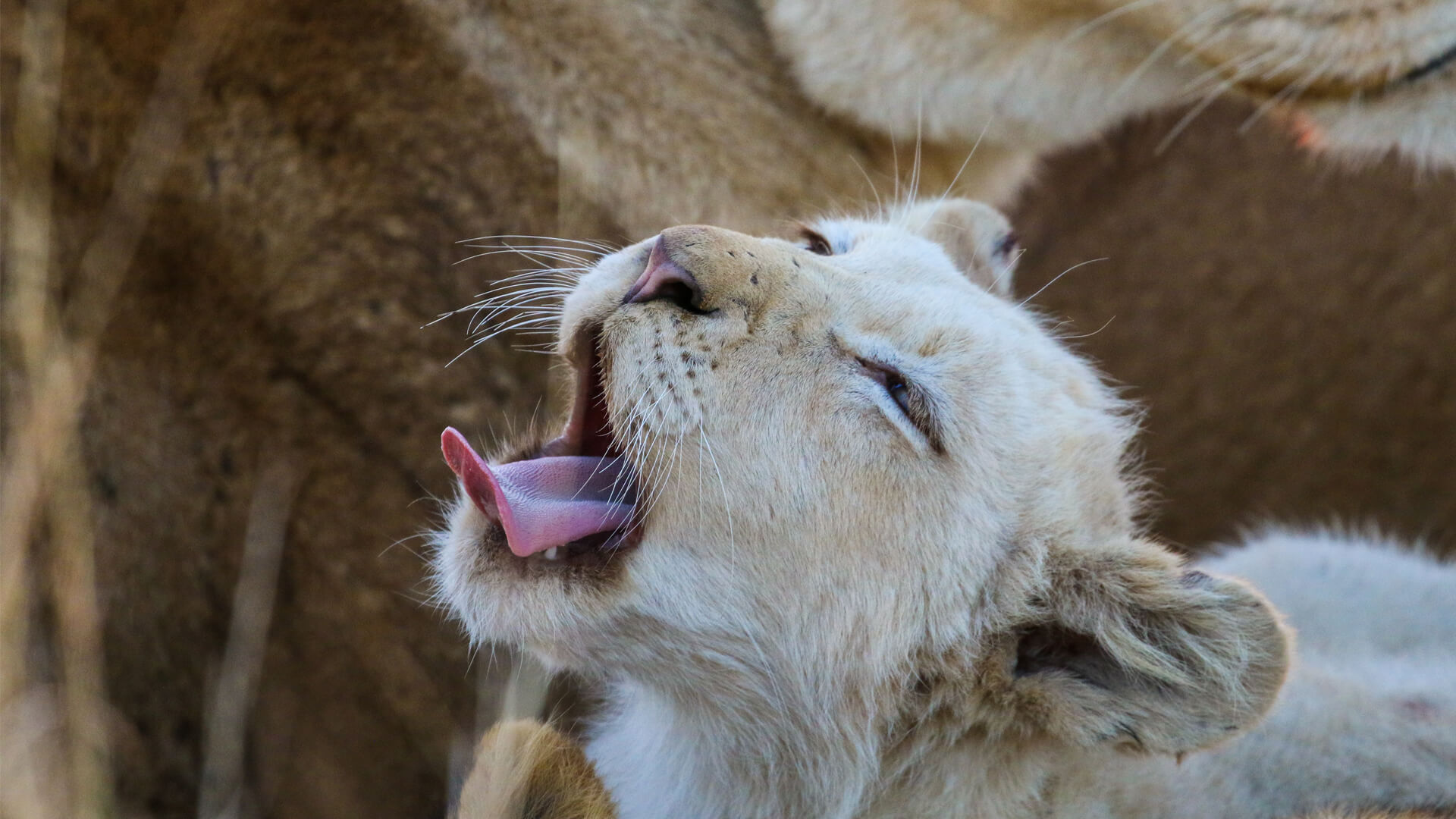 See the Rare White Lions of &Beyond Ngala | A Conservation Victory in South Africa See the Rare White Lions of &Beyond Ngala | A Conservation Victory in South Africa