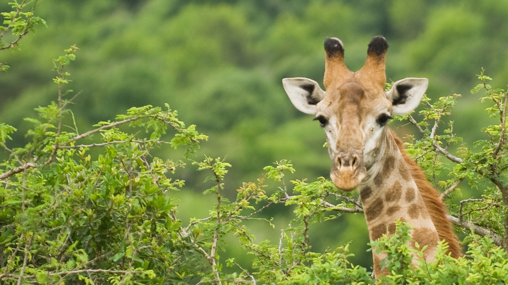 30 Conservation Wins in 30 Years | &amp;Beyond Impact