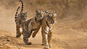 3 tigers on dirt road in national park