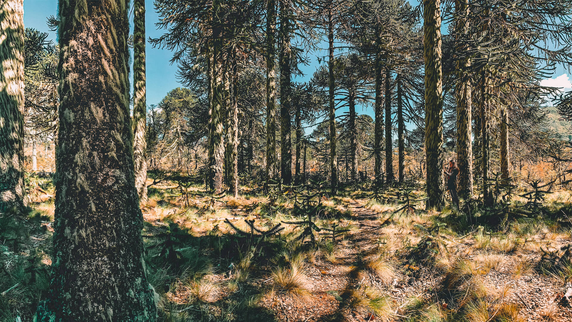 Photographing A Land Before Time Chiles Lake District - 