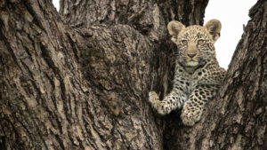 Leopard cub peering out from the crook of a tree