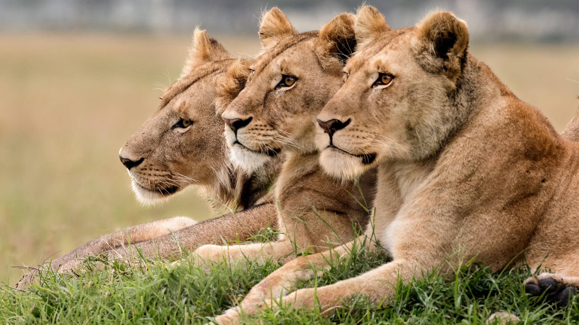Good Things Come In Threes Luxury Travel On 3 Continents