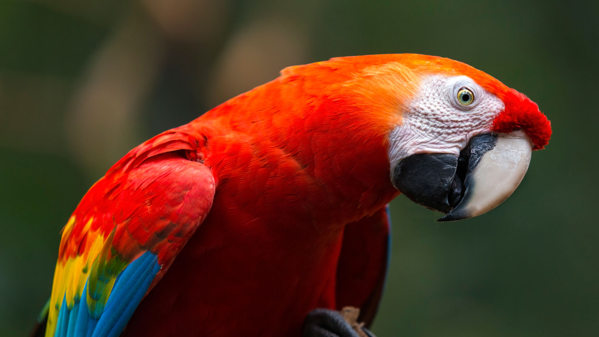 Beautiful Scarlet Macaw in Amazon Forest
