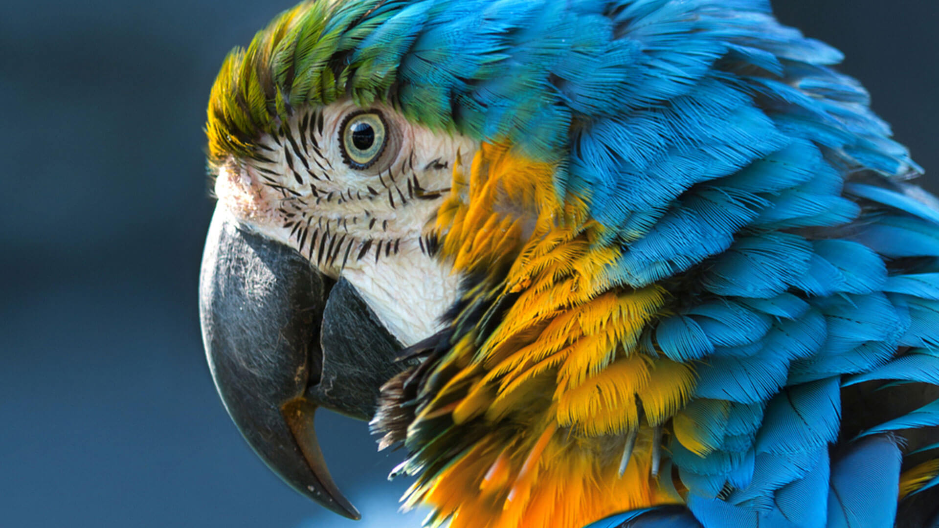Beautiful McCaw in the Amazon