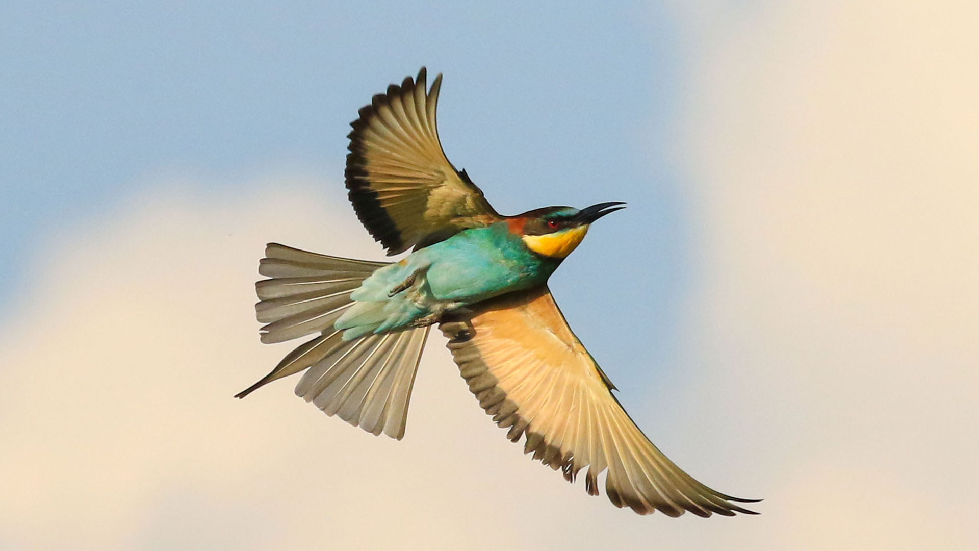 Birding European Bee Eater In Flight