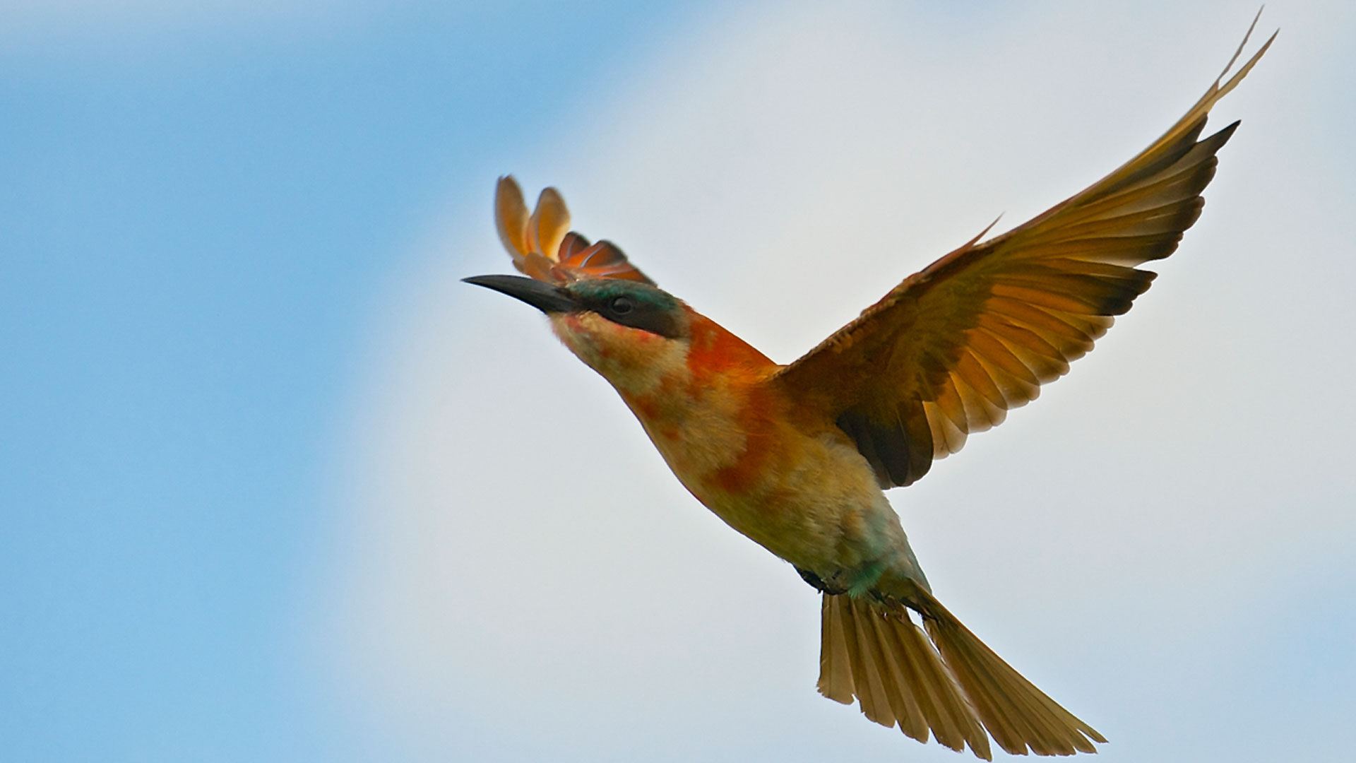 Birds at Hwangwe | 470 Bird Species | andBeyond