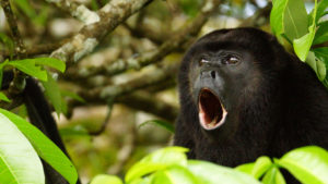 Black Howler Monkey Ibera Wetlands Argentina