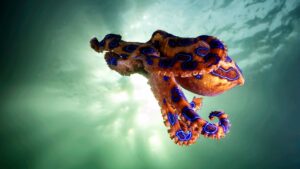 Blue Ringed Octopus