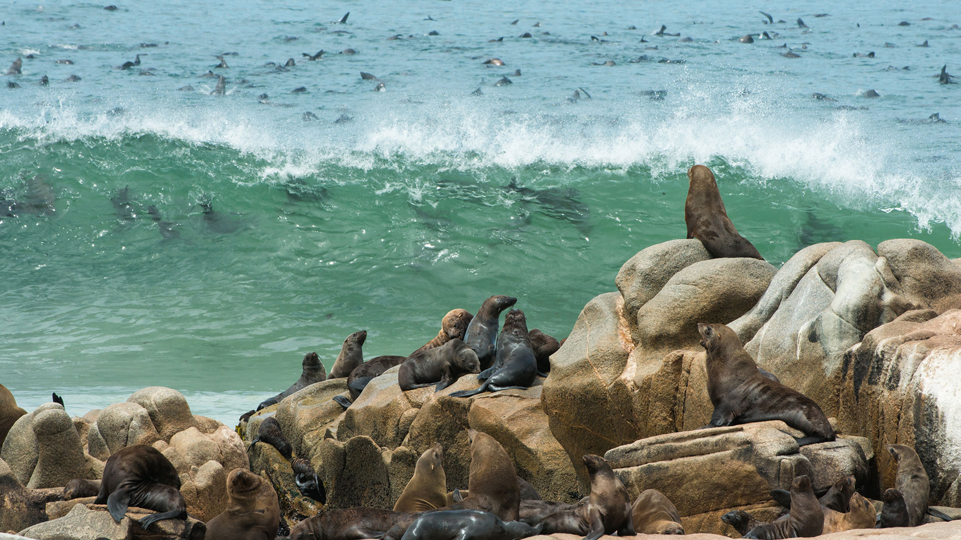 Cape Fur Seal Colony at Cape Cross Namibia