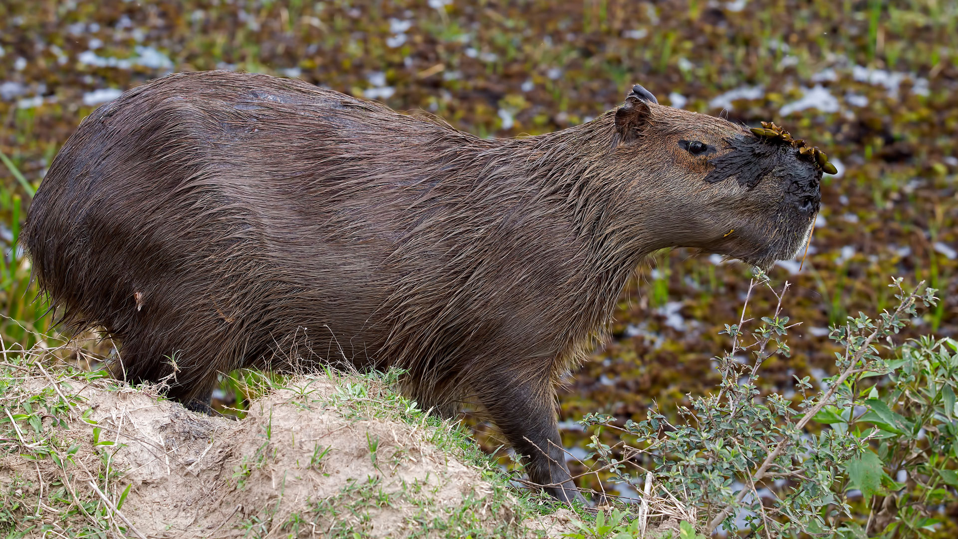 Capybara Ibera Wetlands Argentina