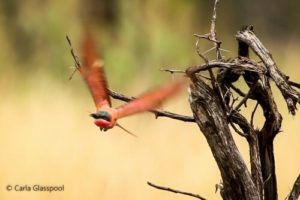 Carmine Bee eater by carla glasspool