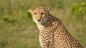 Cheeta 1 by Jacqui