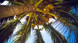 Coconut tree