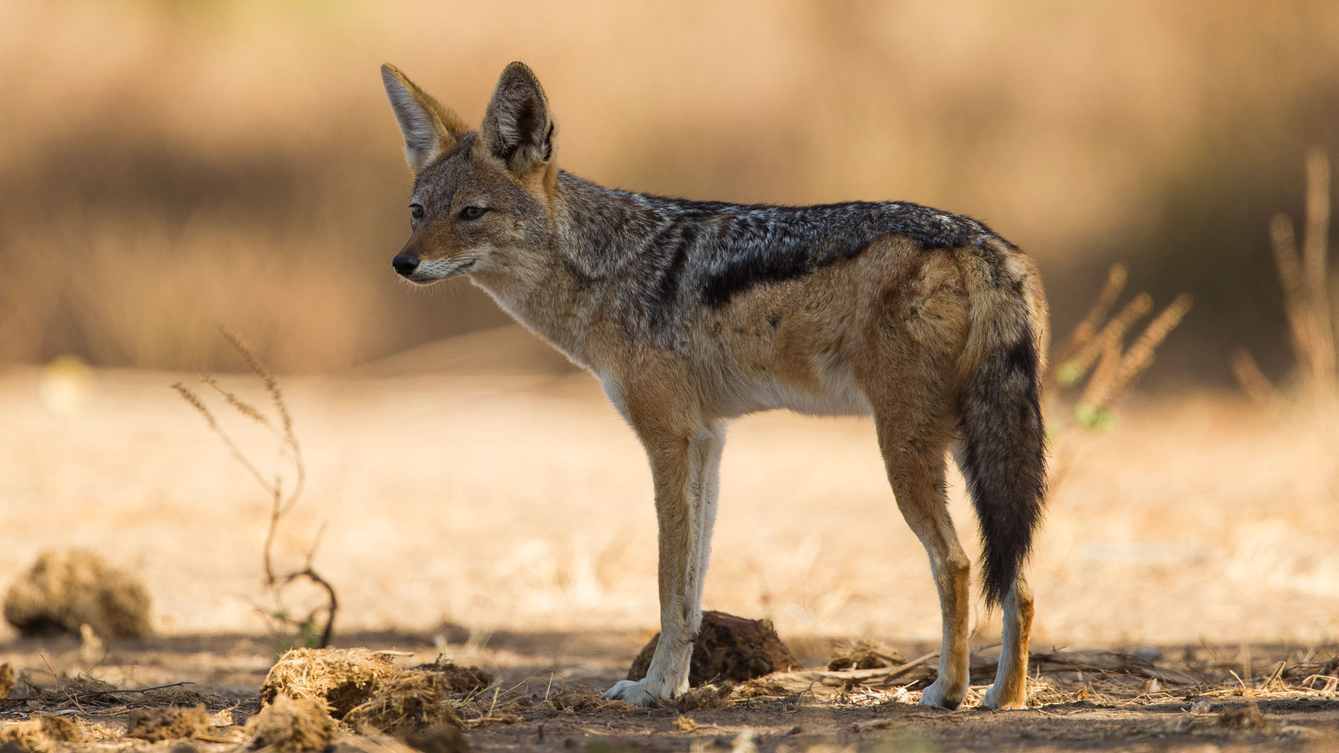 Curiosity of a Black backed Jackal