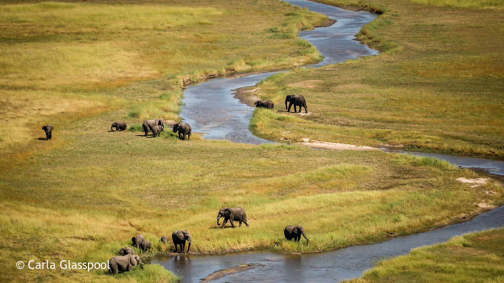 Elephant image by Carla Glasspool