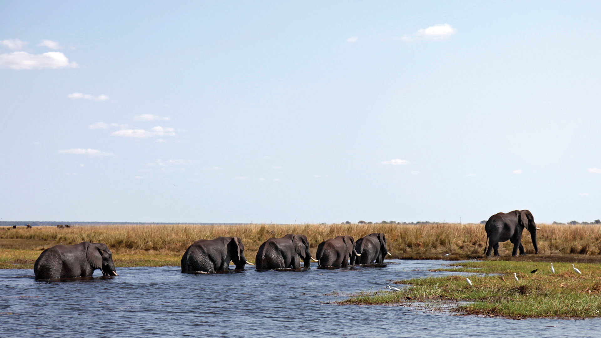 Elephants on the Chobe River in Botswama