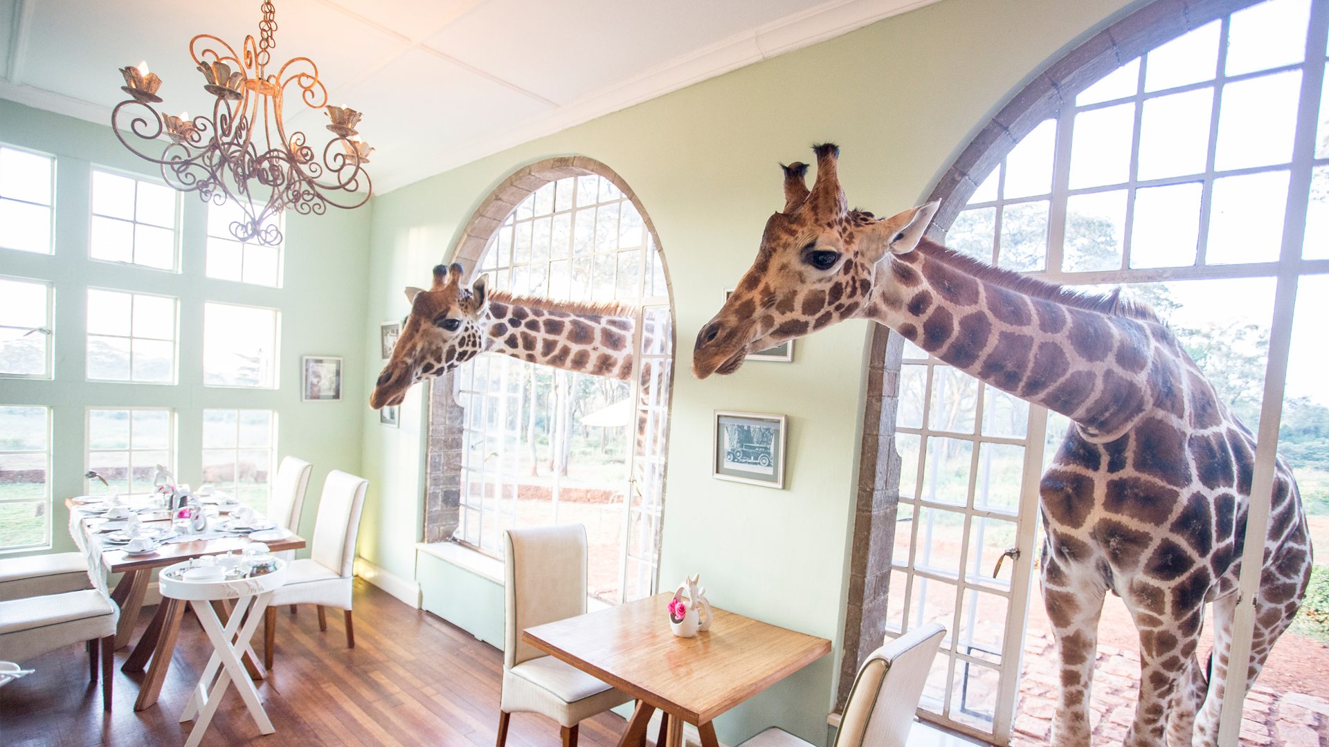 Giraffe Manor,honeymoon surprises,