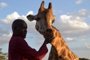 Feeding the Giraffe