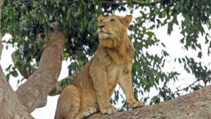 Game Drive Queen Elizabeth National Park